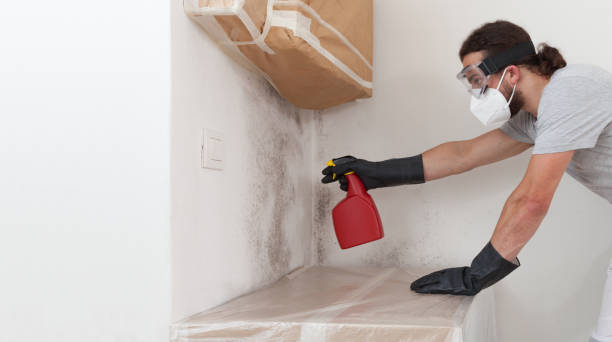 Professional Basement Mold Remediation technician working in Tempe, AZ